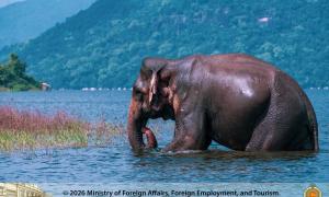 Elephant Senanayaka Samudraya Ampara