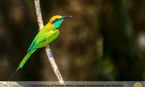 Green Bee Eater Yala