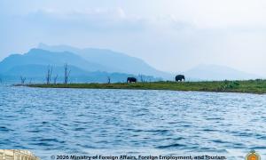 Wild Elephant Senanayake Samudraya Ampara